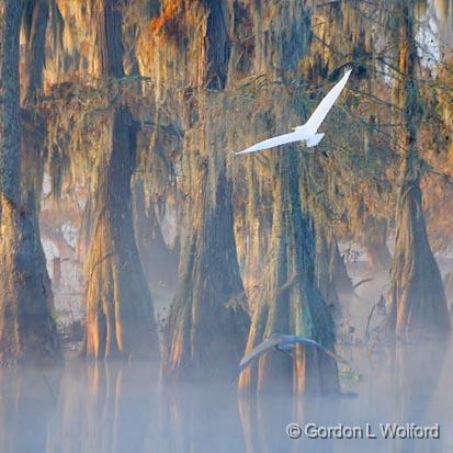 Egret & Heron In Flight_26217.jpg - Great Egret (Ardea alba) and Great Blue Heron (Ardea herodias) flying together. Photographed in the Cypress Island Preserve at Lake Martin near Breaux Bridge, Louisiana, USA.